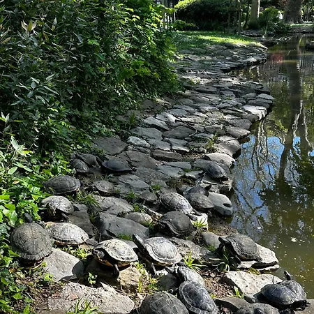 Ambra Park - Giulia 19